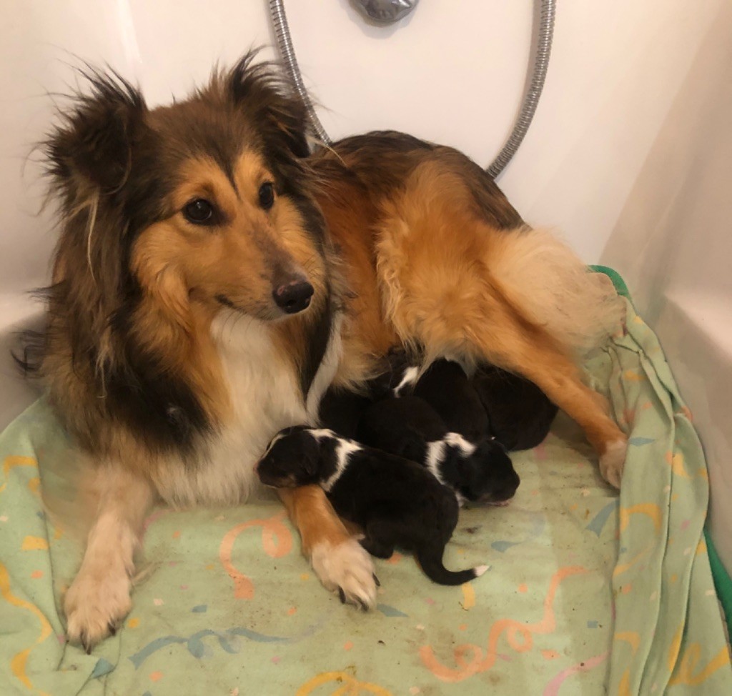 Monique Devillier - Shetland Sheepdog - Portée née le 02/10/2019