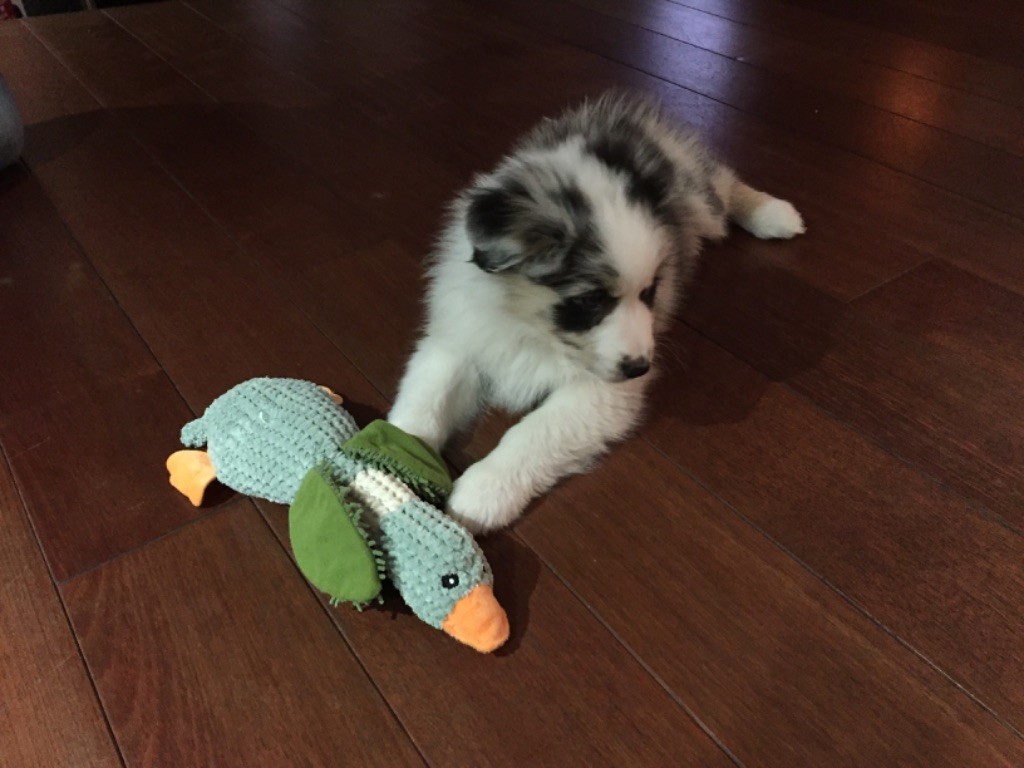 Portée maya x stitch 2019