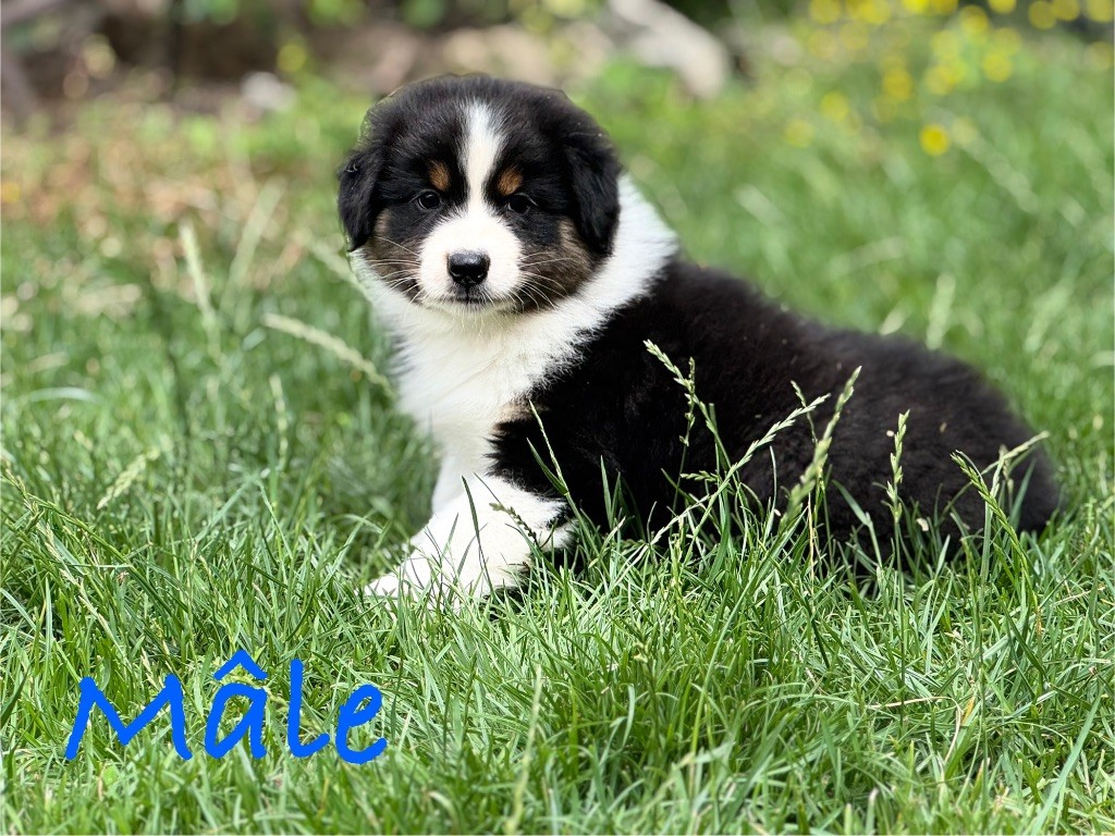 Monique Devillier - Chiots disponibles - Berger Australien