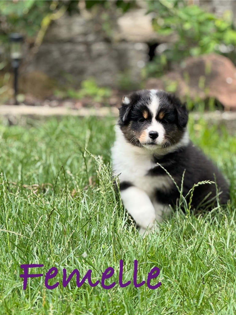 Monique Devillier - Chiots disponibles - Berger Australien