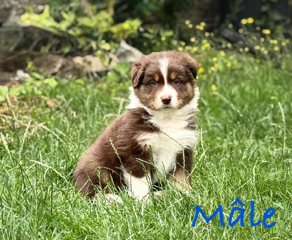 Monique Devillier - Chiots disponibles - Berger Australien