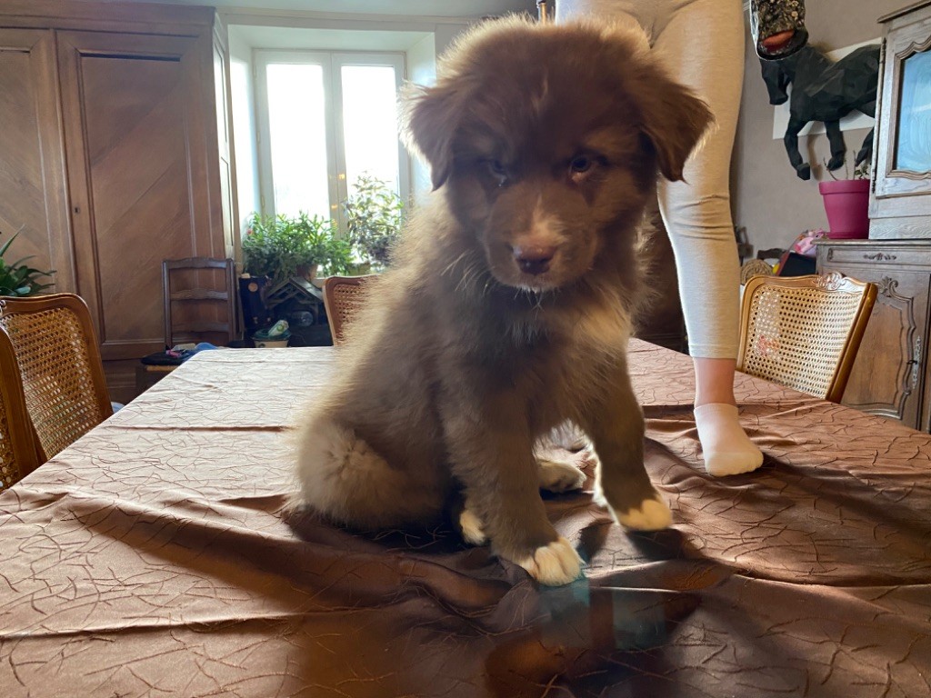 Monique Devillier - Berger Australien - Portée née le 25/11/2021