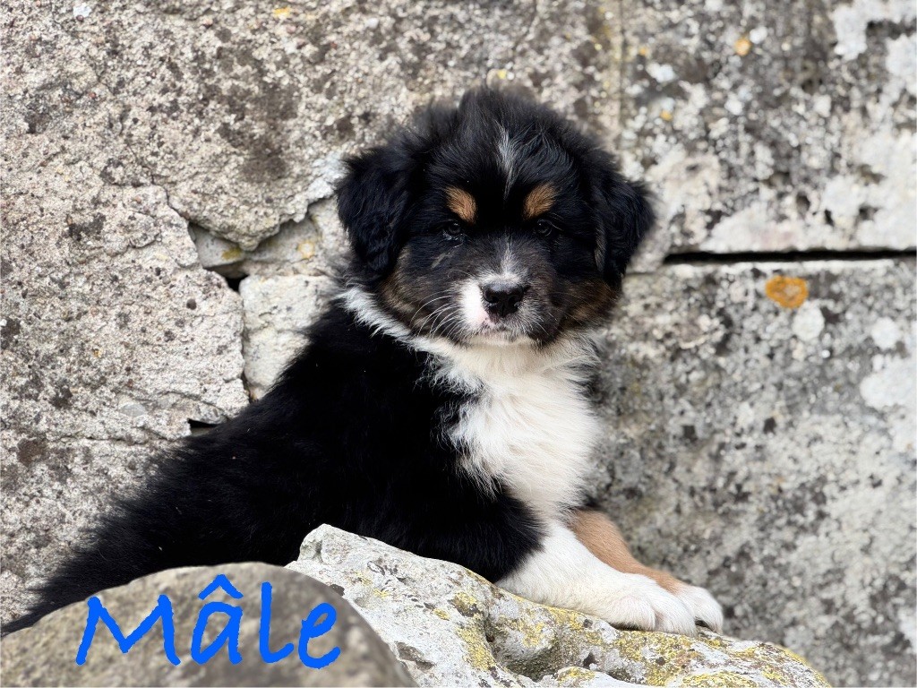 Monique Devillier - Chiots disponibles - Berger Australien
