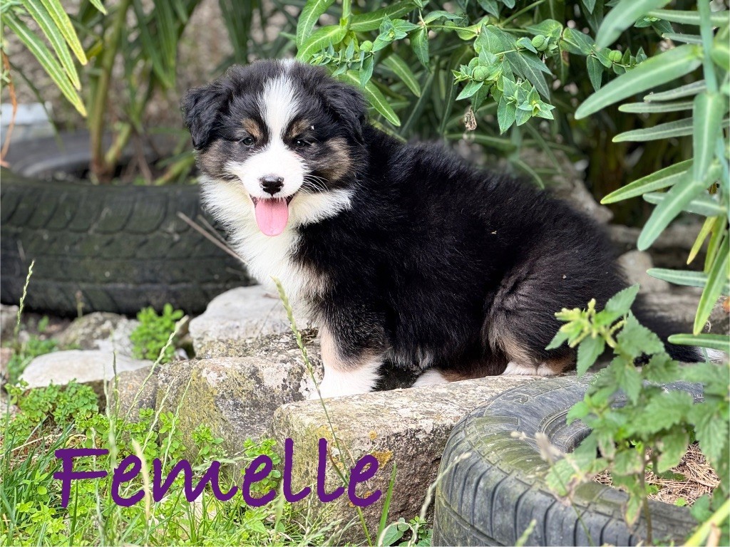 Monique Devillier - Chiots disponibles - Berger Australien