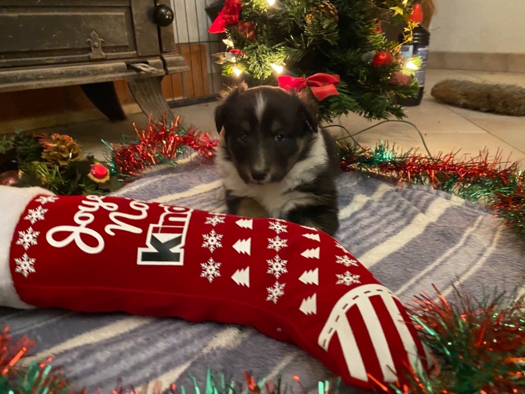 Monique Devillier - Shetland Sheepdog - Portée née le 23/11/2020