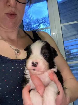 CHIOT 1