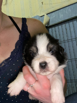 CHIOT 5