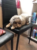 Pooki 