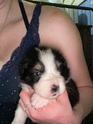 CHIOT 6