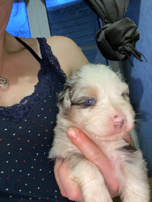 CHIOT 11