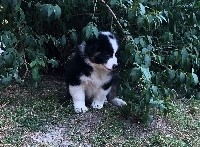 Pandy 
