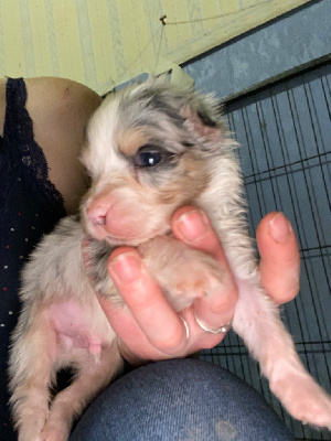 CHIOT 8