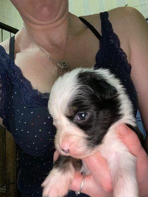 CHIOT 10