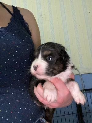 CHIOT 2