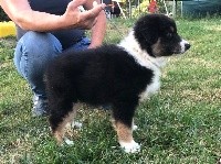 Paco 