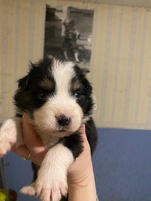 CHIOT 3