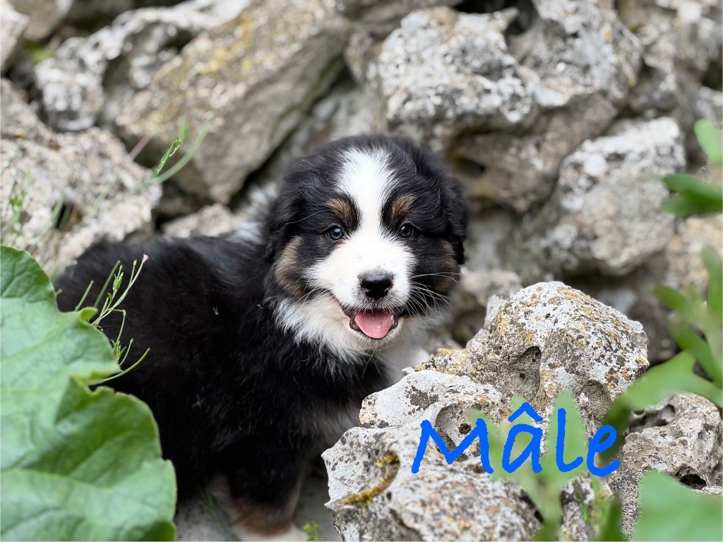 Monique Devillier - Chiots disponibles - Berger Australien